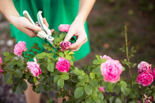 Eco-friendly lawn care practices in Brixton